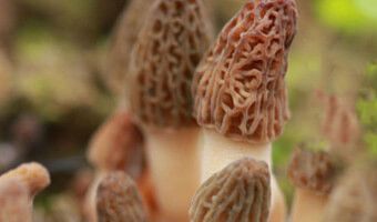 種植羊肚菌需要注意的地方有哪些？